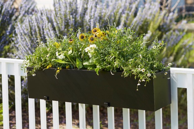 Black Modern Window box on white wood railing planted with white and yellow flowers. lavender in background