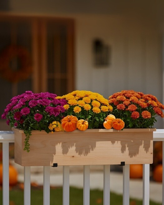 Newport window box with magenta, yellow, and orange mums