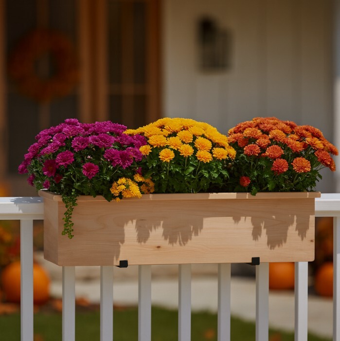 Newport Cedar Railing Planter with fall mums